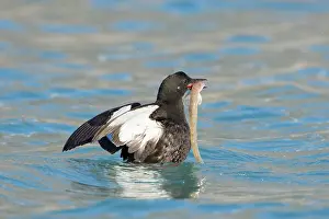 Guillemot: Black Guillemot 13