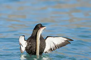 Guillemot: Black Guillemot 17