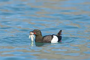 Guillemot: Black Guillemot 18