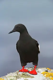 Cepphus: Black Guillemot