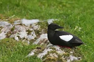 Cepphus: Black Guillemot