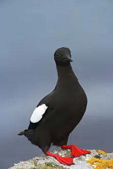 Cepphus: Black Guillemot