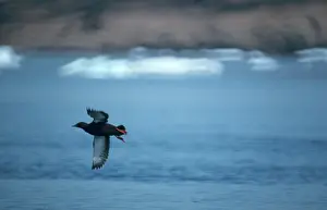 Cepphus: Black Guillemot
