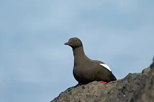 Cepphus: Black Guillemot