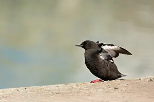 Galloway: Black Guillemot