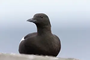 Cepphus: Black Guillemot