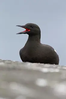 Cepphus: Black Guillemot