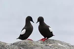 Cepphus: Black Guillemot