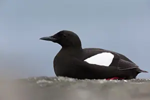 Cepphus: Black Guillemot
