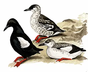 Auks: Black Guillemot