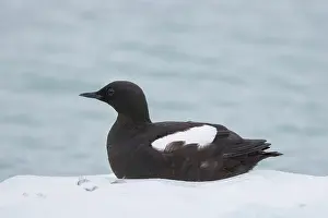 Floe: Black Guillemot