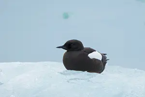 Floe: Black Guillemot