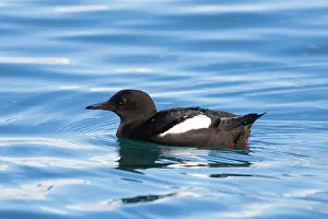 Guillemot: Black Guillemot