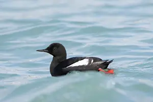 Guillemot: Black Guillemot
