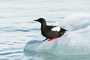 Guillemot: Black Guillemot