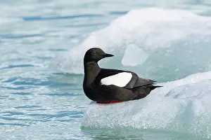 Guillemot: Black Guillemot