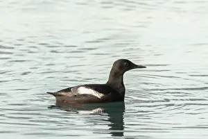 Guillemot: Black Guillemot