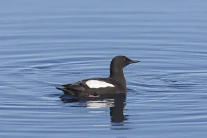 171017: Black Guillemot - adult bird in breeding plumage