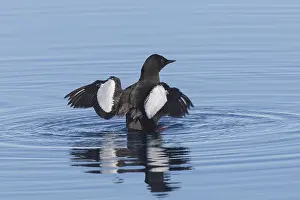 171017: Black Guillemot - adult bird in breeding plumage
