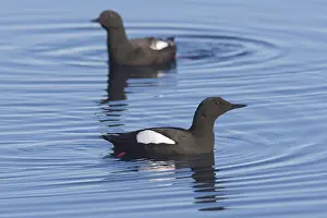 171017: Black Guillemot - adult birds - Svalbard, Norway