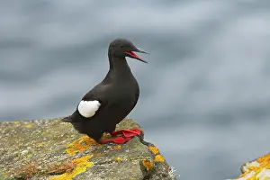 Cepphus: Black Guillemot - calling