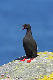 Cepphus: Black Guillemot - calling