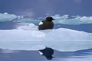 Floe: Black guillemot (Cepphus grylle), tystie resting on ice floe