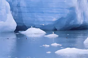 Norwegian: Black guillemot (Cepphus grylle) birds swimming in the cold sea water by a glacier with ice floes