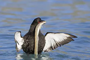 Caught: Black guillemot (Cepphus grylle) swimming in the Arctic Ocea
