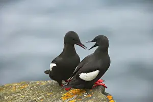 Cepphus: Black Guillemot - courting pair