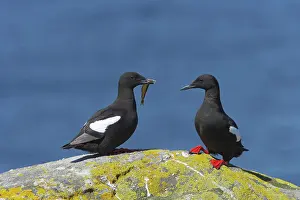 Cepphus: Black Guillemot - courting pair with fish