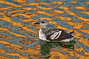 Guillemots: Black Guillemot - first winter bird - swimming