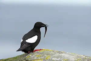 Cepphus: Black Guillemot - with fish