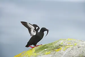 Cepphus: Black Guillemot - with fish