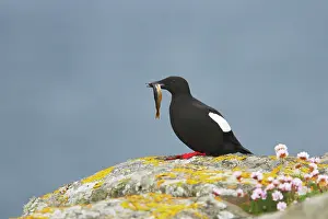 Cepphus: Black Guillemot - with fish