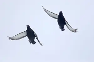 Cepphus: Black Guillemot - In flight