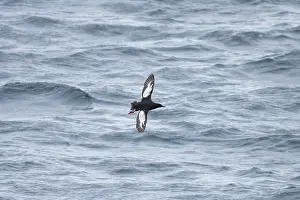 Guillemot: Black Guillemot flight
