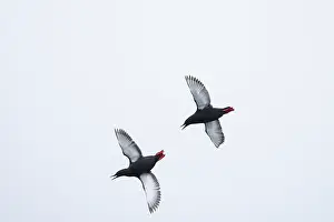 Guillemot: Black Guillemot flight