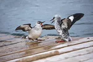 Guillemots: Black Guillemot - Juvenile and Adult - Winter Plumage