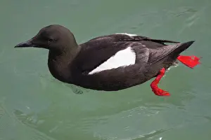 Tystie: Black Guillemot - near Stranraer