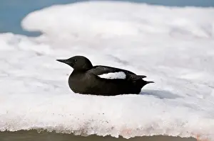 Cepphus: Black Guillemot - profile - sitting on ice flow