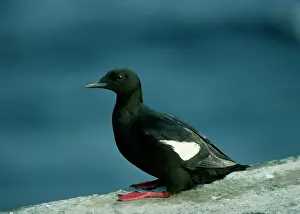 Nancy Jennings: Black Guillemot - On rock
