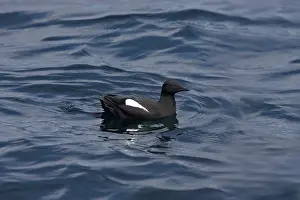 Cepphus: Black Guillemot - on sea