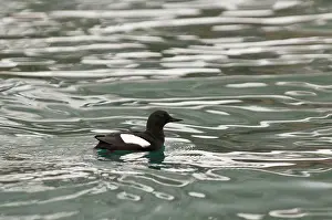 Cepphus: Black Guillemot - Swimming on sea
