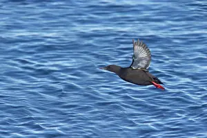 Cepphus: Black Guillemot - Taking off from sea