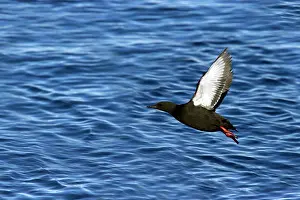 Cepphus: Black Guillemot - Taking off from sea
