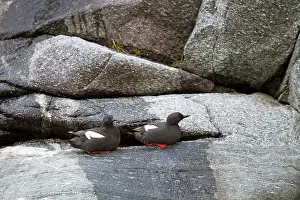 Tystie: Black Guillemot / Tystie