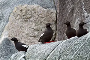Tystie: Black Guillemot / Tystie