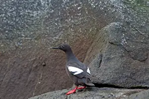 Tystie: Black Guillemot / Tystie