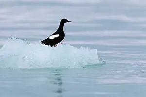 Tystie: Black Guillemot / Tystie